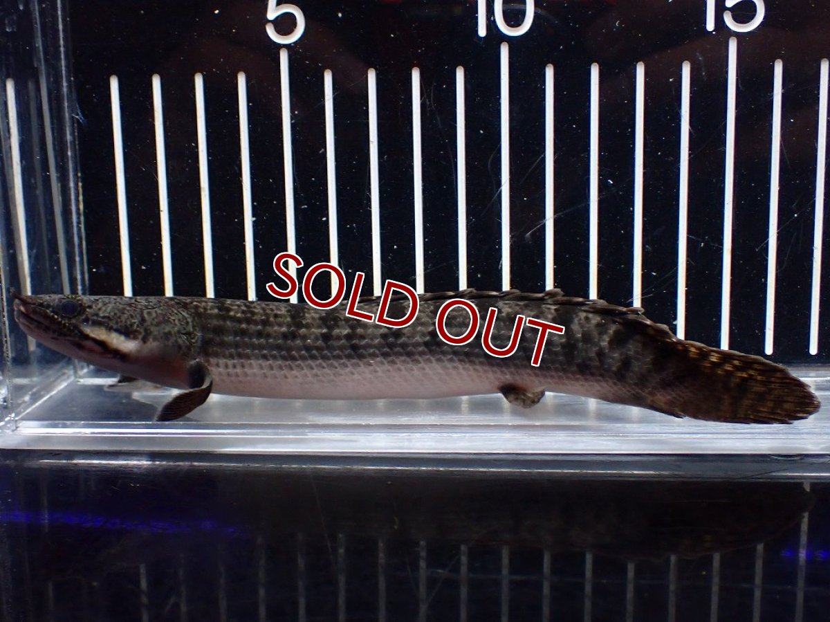 画像1: 【淡水魚】【通販】ポリプテルス ウィークシー ワイルド【個体販売】(±16cm)(大型魚)(生体)(熱帯魚)NKO (1)