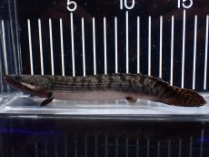 画像1: 【淡水魚】【通販】ポリプテルス ウィークシー ワイルド【個体販売】(±16cm)(大型魚)(生体)(熱帯魚)NKO (1)