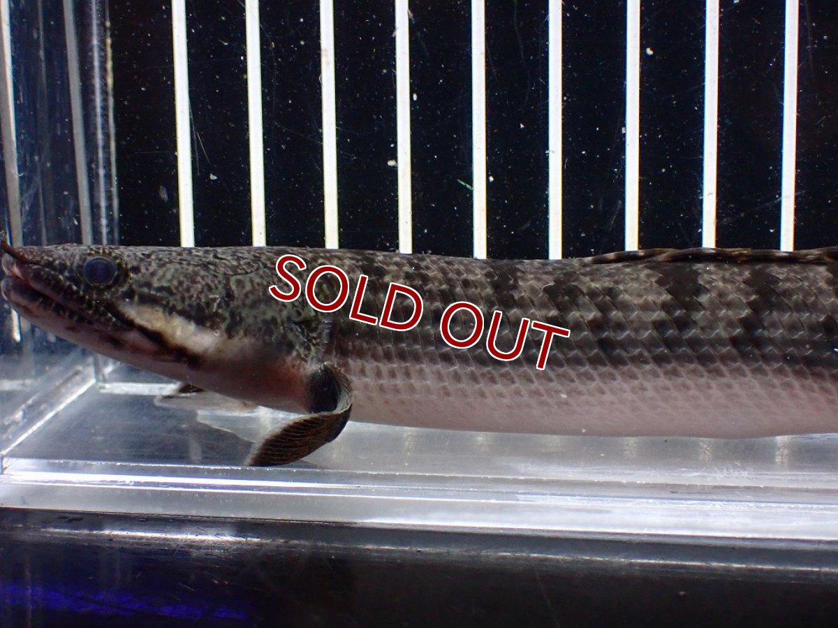 画像2: 【淡水魚】【通販】ポリプテルス ウィークシー ワイルド【個体販売】(±16cm)(大型魚)(生体)(熱帯魚)NKO (2)