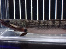 画像2: 【淡水魚】【通販】ポリプテルス ウィークシー ワイルド【個体販売】(±16cm)(大型魚)(生体)(熱帯魚)NKO (2)