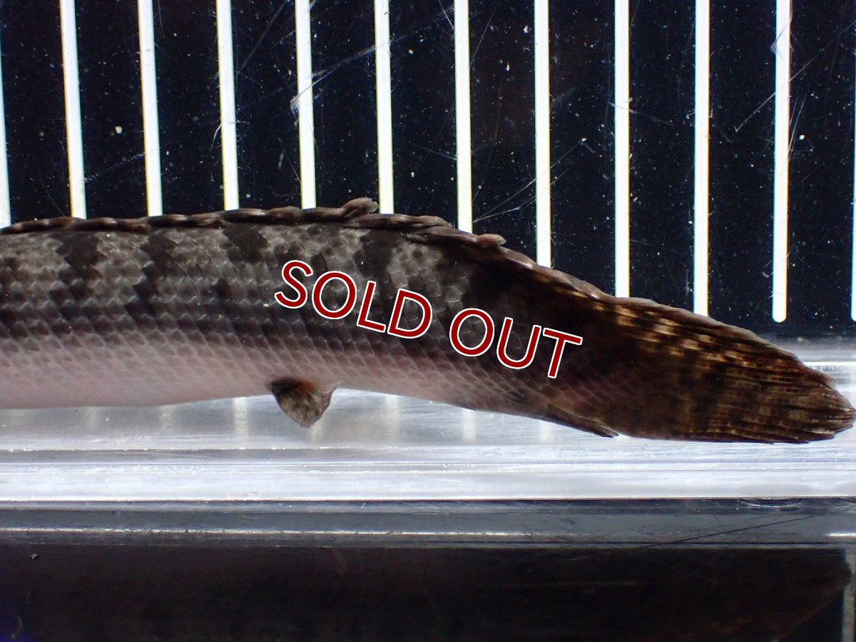 画像3: 【淡水魚】【通販】ポリプテルス ウィークシー ワイルド【個体販売】(±16cm)(大型魚)(生体)(熱帯魚)NKO (3)