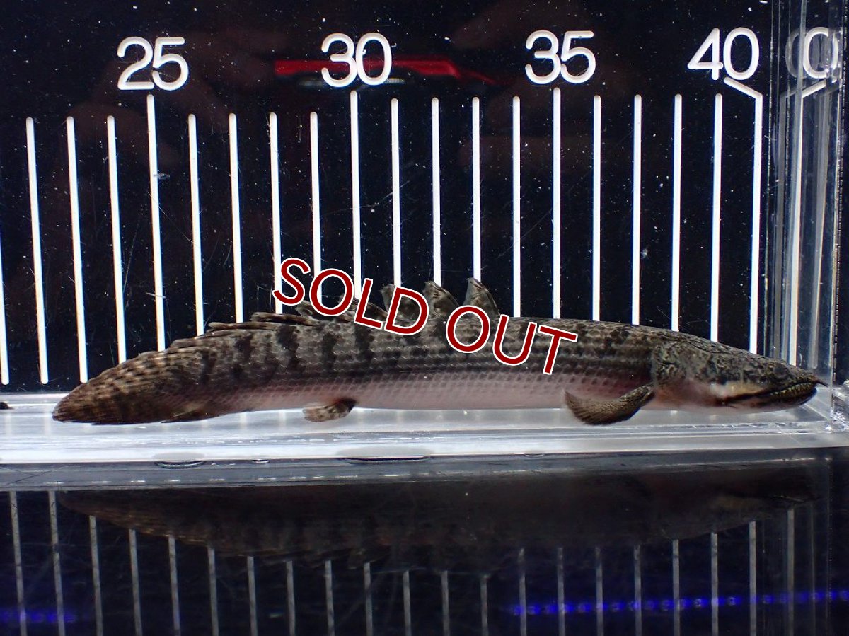 画像4: 【淡水魚】【通販】ポリプテルス ウィークシー ワイルド【個体販売】(±16cm)(大型魚)(生体)(熱帯魚)NKO (4)