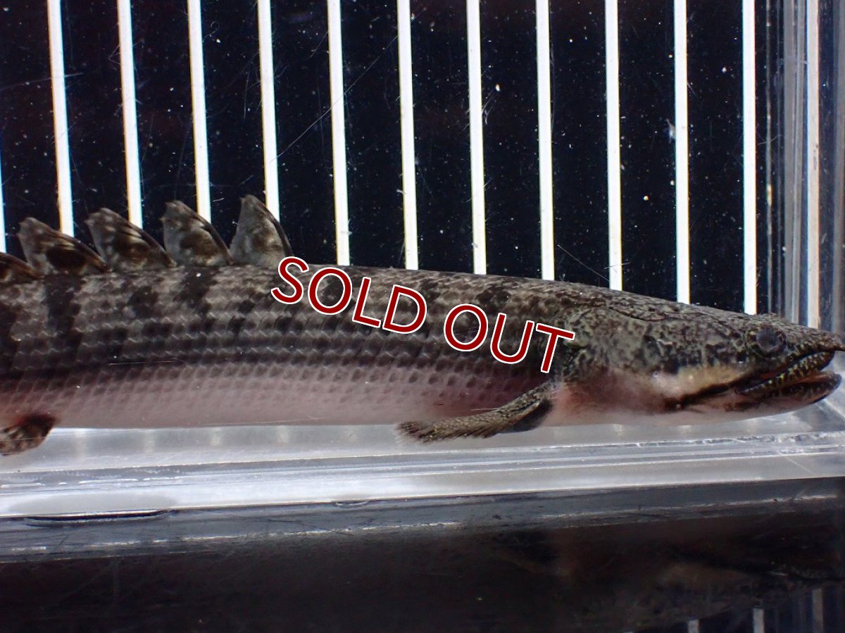 画像5: 【淡水魚】【通販】ポリプテルス ウィークシー ワイルド【個体販売】(±16cm)(大型魚)(生体)(熱帯魚)NKO (5)