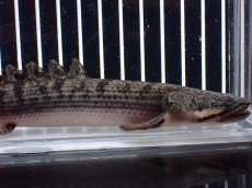 画像5: 【淡水魚】【通販】ポリプテルス ウィークシー ワイルド【個体販売】(±16cm)(大型魚)(生体)(熱帯魚)NKO (5)