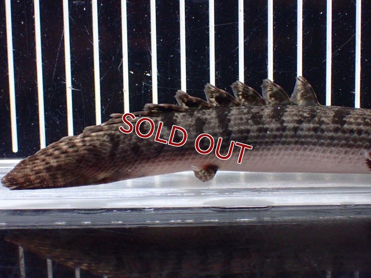 画像6: 【淡水魚】【通販】ポリプテルス ウィークシー ワイルド【個体販売】(±16cm)(大型魚)(生体)(熱帯魚)NKO (6)