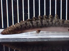 画像6: 【淡水魚】【通販】ポリプテルス ウィークシー ワイルド【個体販売】(±16cm)(大型魚)(生体)(熱帯魚)NKO (6)