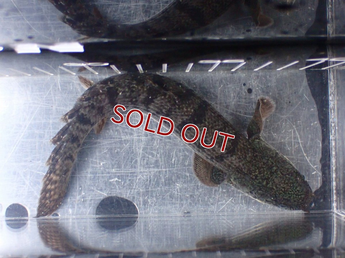 画像7: 【淡水魚】【通販】ポリプテルス ウィークシー ワイルド【個体販売】(±16cm)(大型魚)(生体)(熱帯魚)NKO (7)