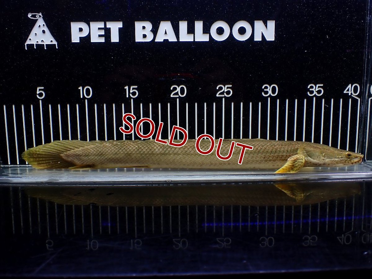画像1: 【10%OFF対象商品30周年セール】【淡水魚】【通販】美個体 特価 No1 ポリプテルス ビキールビキール チャド湖 ワイルド【個体販売】(±36cm)(大型魚)(生体)(熱帯魚)NKO (1)