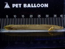 画像1: 【淡水魚】【通販】美個体 特価 No1 ポリプテルス ビキールビキール チャド湖 ワイルド【個体販売】(±36cm)(大型魚)(生体)(熱帯魚)NKO (1)
