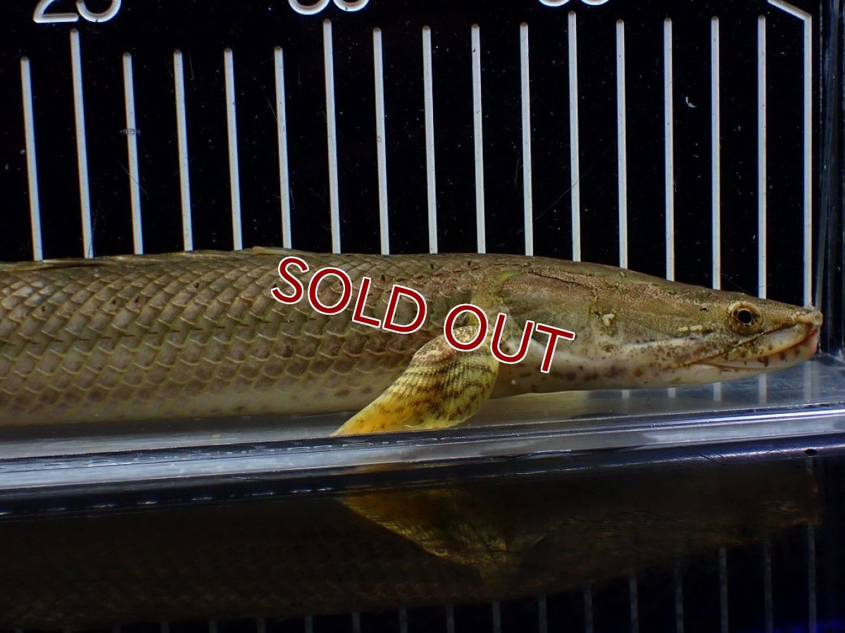 画像2: 【10%OFF対象商品30周年セール】【淡水魚】【通販】美個体 特価 No1 ポリプテルス ビキールビキール チャド湖 ワイルド【個体販売】(±36cm)(大型魚)(生体)(熱帯魚)NKO (2)