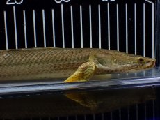 画像2: 【淡水魚】【通販】美個体 特価 No1 ポリプテルス ビキールビキール チャド湖 ワイルド【個体販売】(±36cm)(大型魚)(生体)(熱帯魚)NKO (2)
