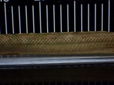 画像3: 【淡水魚】【通販】美個体 特価 No1 ポリプテルス ビキールビキール チャド湖 ワイルド【個体販売】(±36cm)(大型魚)(生体)(熱帯魚)NKO (3)