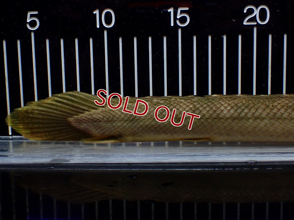 画像4: 【10%OFF対象商品30周年セール】【淡水魚】【通販】美個体 特価 No1 ポリプテルス ビキールビキール チャド湖 ワイルド【個体販売】(±36cm)(大型魚)(生体)(熱帯魚)NKO (4)