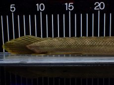 画像4: 【淡水魚】【通販】美個体 特価 No1 ポリプテルス ビキールビキール チャド湖 ワイルド【個体販売】(±36cm)(大型魚)(生体)(熱帯魚)NKO (4)