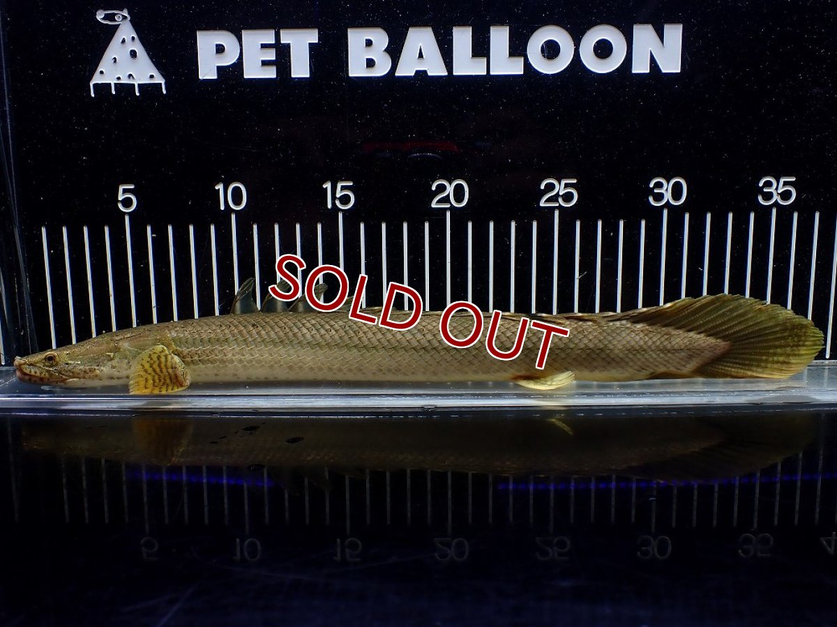 画像5: 【10%OFF対象商品30周年セール】【淡水魚】【通販】美個体 特価 No1 ポリプテルス ビキールビキール チャド湖 ワイルド【個体販売】(±36cm)(大型魚)(生体)(熱帯魚)NKO (5)