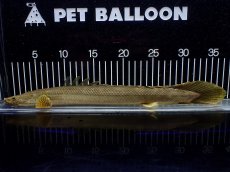 画像5: 【淡水魚】【通販】美個体 特価 No1 ポリプテルス ビキールビキール チャド湖 ワイルド【個体販売】(±36cm)(大型魚)(生体)(熱帯魚)NKO (5)