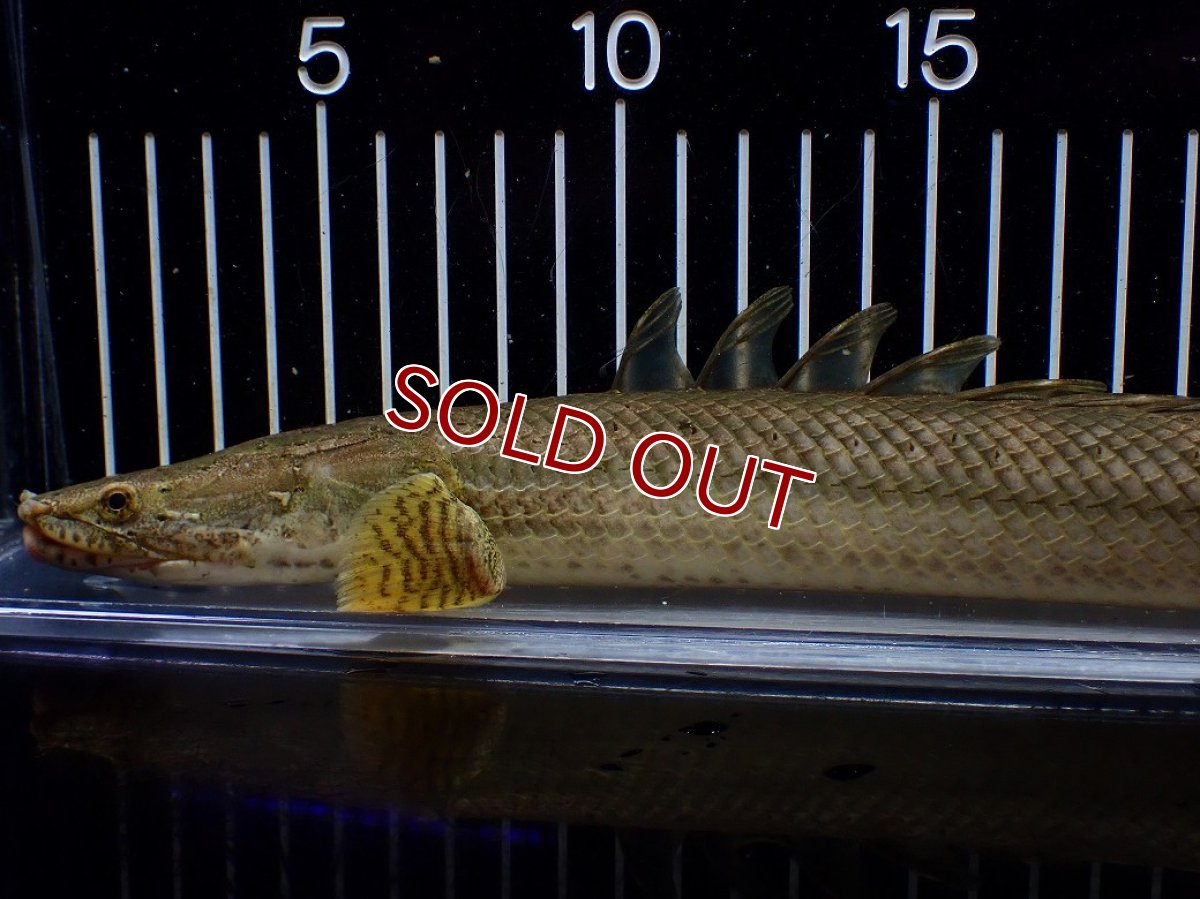 画像6: 【10%OFF対象商品30周年セール】【淡水魚】【通販】美個体 特価 No1 ポリプテルス ビキールビキール チャド湖 ワイルド【個体販売】(±36cm)(大型魚)(生体)(熱帯魚)NKO (6)