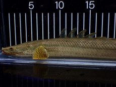 画像6: 【淡水魚】【通販】美個体 特価 No1 ポリプテルス ビキールビキール チャド湖 ワイルド【個体販売】(±36cm)(大型魚)(生体)(熱帯魚)NKO (6)