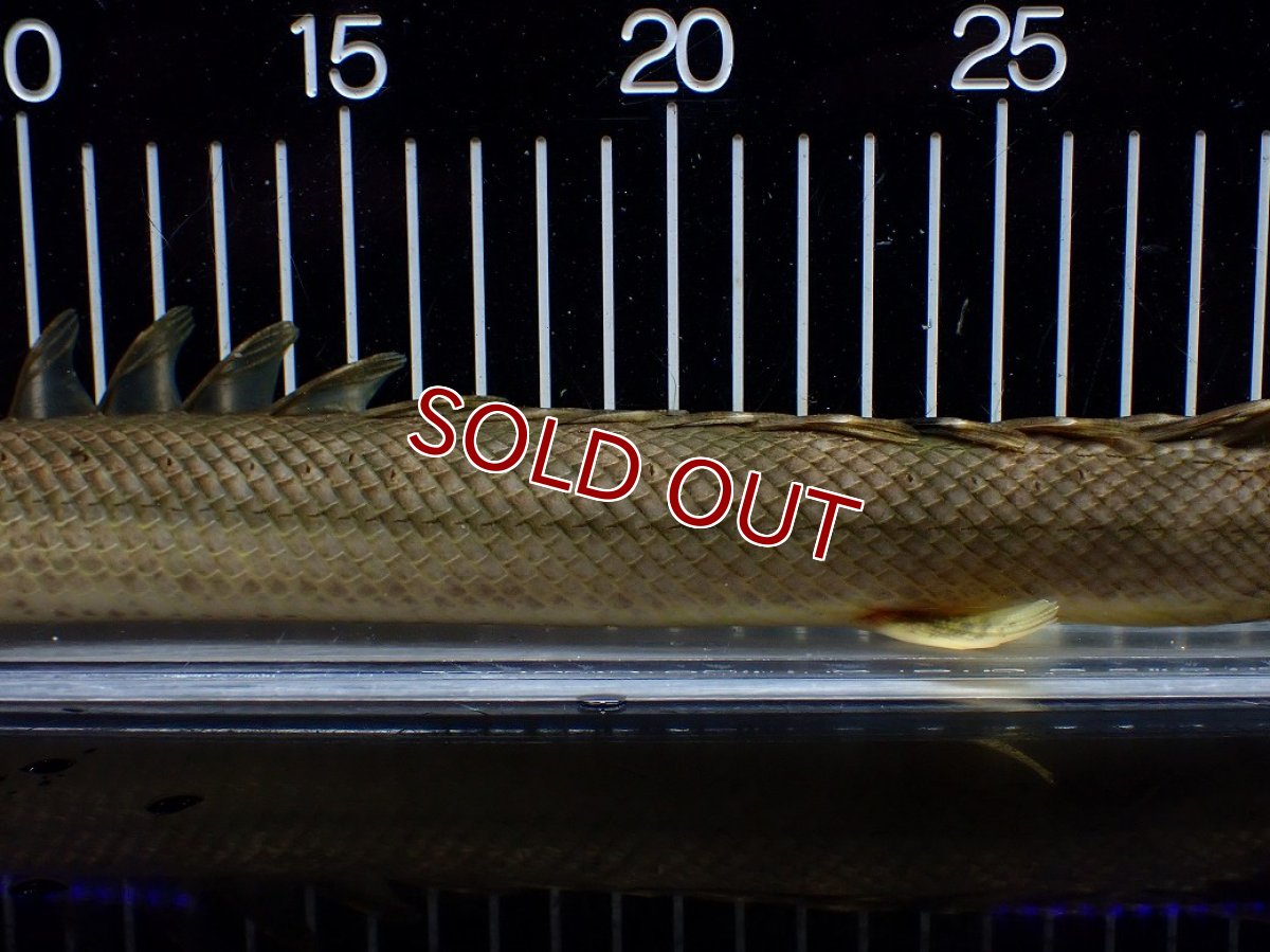 画像7: 【10%OFF対象商品30周年セール】【淡水魚】【通販】美個体 特価 No1 ポリプテルス ビキールビキール チャド湖 ワイルド【個体販売】(±36cm)(大型魚)(生体)(熱帯魚)NKO (7)