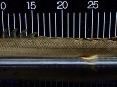 画像7: 【淡水魚】【通販】美個体 特価 No1 ポリプテルス ビキールビキール チャド湖 ワイルド【個体販売】(±36cm)(大型魚)(生体)(熱帯魚)NKO (7)