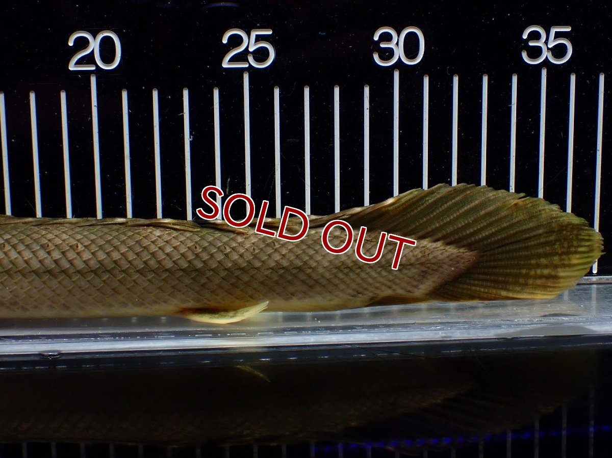 画像8: 【10%OFF対象商品30周年セール】【淡水魚】【通販】美個体 特価 No1 ポリプテルス ビキールビキール チャド湖 ワイルド【個体販売】(±36cm)(大型魚)(生体)(熱帯魚)NKO (8)