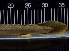 画像8: 【淡水魚】【通販】美個体 特価 No1 ポリプテルス ビキールビキール チャド湖 ワイルド【個体販売】(±36cm)(大型魚)(生体)(熱帯魚)NKO (8)