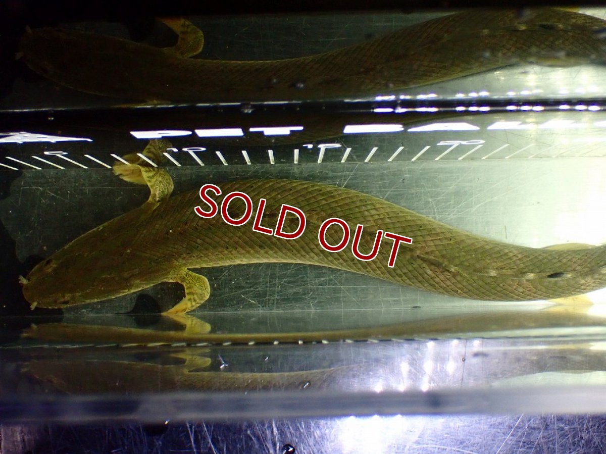 画像9: 【10%OFF対象商品30周年セール】【淡水魚】【通販】美個体 特価 No1 ポリプテルス ビキールビキール チャド湖 ワイルド【個体販売】(±36cm)(大型魚)(生体)(熱帯魚)NKO (9)
