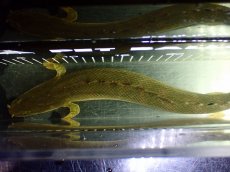 画像9: 【淡水魚】【通販】美個体 特価 No1 ポリプテルス ビキールビキール チャド湖 ワイルド【個体販売】(±36cm)(大型魚)(生体)(熱帯魚)NKO (9)