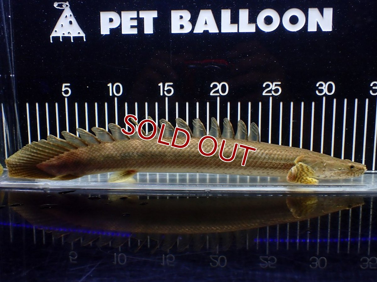 画像1: 【淡水魚】【通販】美個体 特価 No2 ポリプテルス ビキールビキール チャド湖 ワイルド【個体販売】(±34cm)(大型魚)(生体)(熱帯魚)NKO (1)