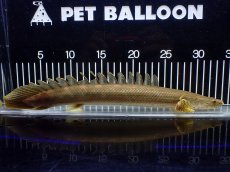 画像1: 【淡水魚】【通販】美個体 特価 No2 ポリプテルス ビキールビキール チャド湖 ワイルド【個体販売】(±34cm)(大型魚)(生体)(熱帯魚)NKO (1)