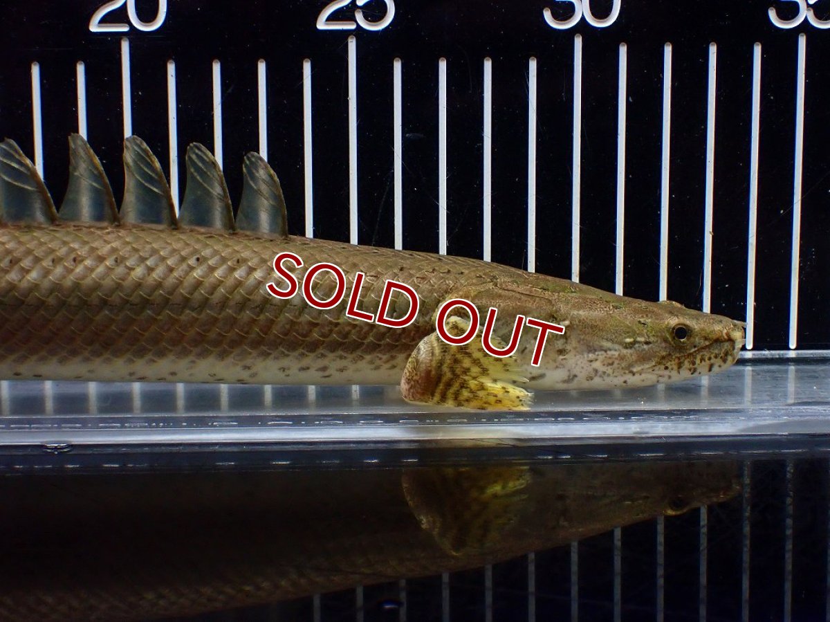 画像2: 【淡水魚】【通販】美個体 特価 No2 ポリプテルス ビキールビキール チャド湖 ワイルド【個体販売】(±34cm)(大型魚)(生体)(熱帯魚)NKO (2)