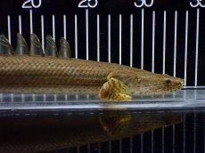 画像2: 【淡水魚】【通販】美個体 特価 No2 ポリプテルス ビキールビキール チャド湖 ワイルド【個体販売】(±34cm)(大型魚)(生体)(熱帯魚)NKO (2)