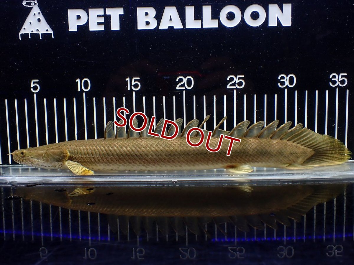 画像3: 【淡水魚】【通販】美個体 特価 No2 ポリプテルス ビキールビキール チャド湖 ワイルド【個体販売】(±34cm)(大型魚)(生体)(熱帯魚)NKO (3)