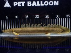 画像3: 【淡水魚】【通販】美個体 特価 No2 ポリプテルス ビキールビキール チャド湖 ワイルド【個体販売】(±34cm)(大型魚)(生体)(熱帯魚)NKO (3)