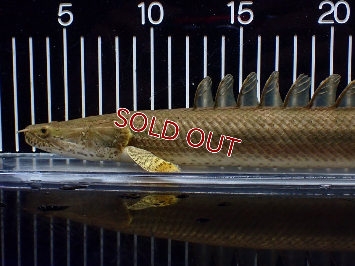 画像4: 【淡水魚】【通販】美個体 特価 No2 ポリプテルス ビキールビキール チャド湖 ワイルド【個体販売】(±34cm)(大型魚)(生体)(熱帯魚)NKO (4)