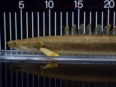 画像4: 【淡水魚】【通販】美個体 特価 No2 ポリプテルス ビキールビキール チャド湖 ワイルド【個体販売】(±34cm)(大型魚)(生体)(熱帯魚)NKO (4)
