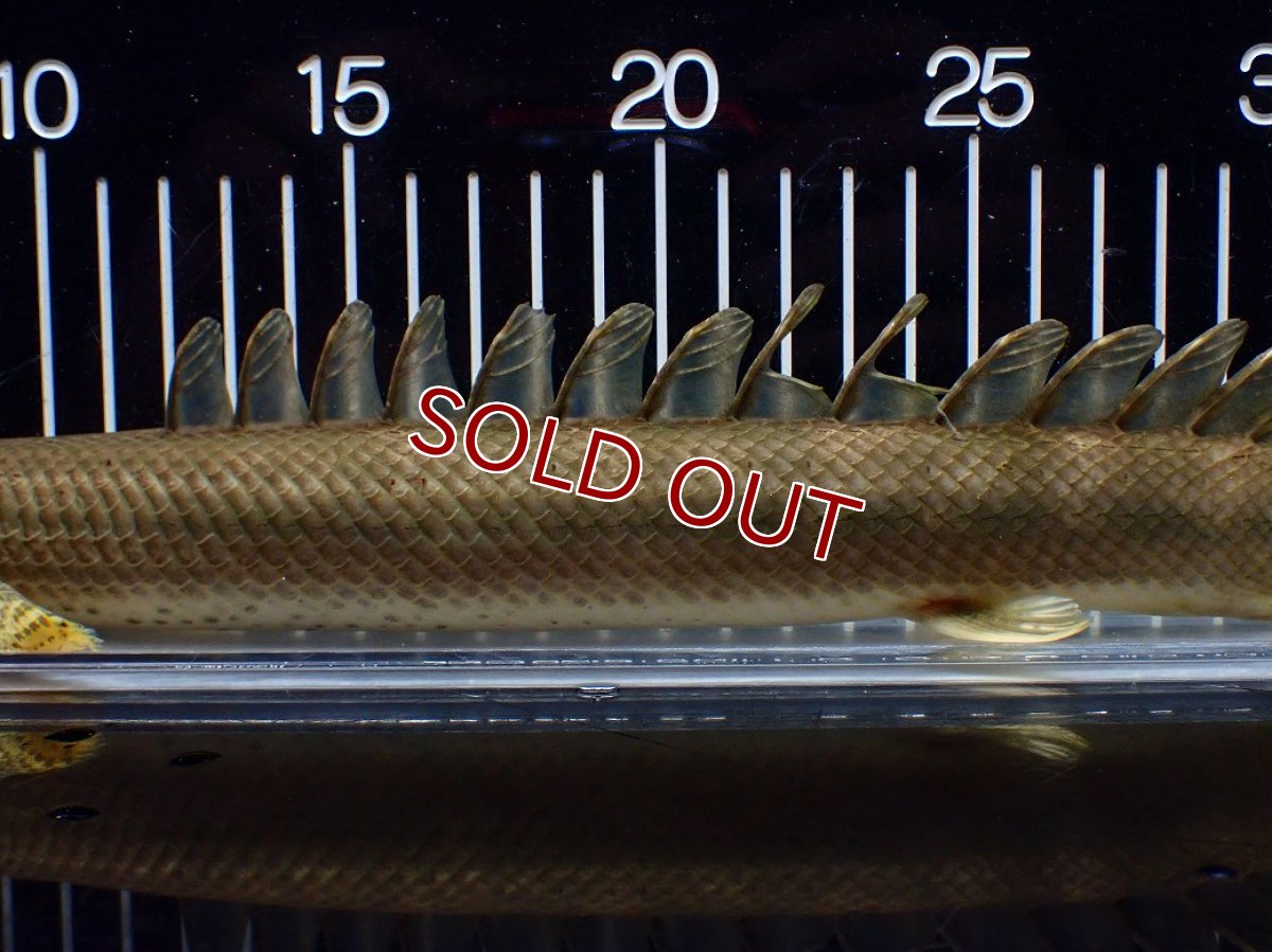 画像5: 【淡水魚】【通販】美個体 特価 No2 ポリプテルス ビキールビキール チャド湖 ワイルド【個体販売】(±34cm)(大型魚)(生体)(熱帯魚)NKO (5)