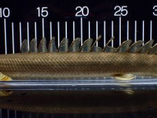 画像5: 【淡水魚】【通販】美個体 特価 No2 ポリプテルス ビキールビキール チャド湖 ワイルド【個体販売】(±34cm)(大型魚)(生体)(熱帯魚)NKO (5)