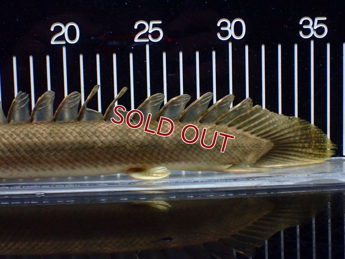 画像6: 【淡水魚】【通販】美個体 特価 No2 ポリプテルス ビキールビキール チャド湖 ワイルド【個体販売】(±34cm)(大型魚)(生体)(熱帯魚)NKO (6)