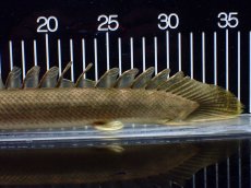 画像6: 【淡水魚】【通販】美個体 特価 No2 ポリプテルス ビキールビキール チャド湖 ワイルド【個体販売】(±34cm)(大型魚)(生体)(熱帯魚)NKO (6)