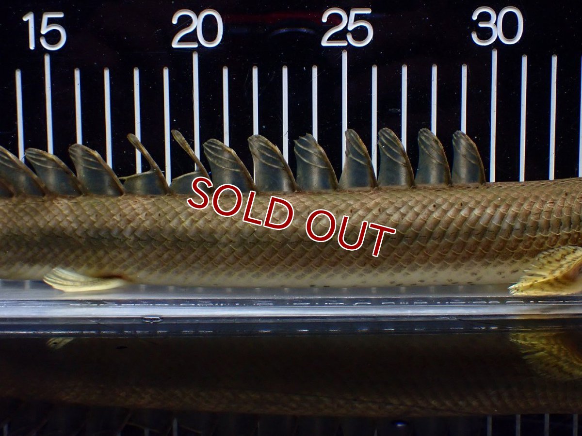 画像7: 【淡水魚】【通販】美個体 特価 No2 ポリプテルス ビキールビキール チャド湖 ワイルド【個体販売】(±34cm)(大型魚)(生体)(熱帯魚)NKO (7)