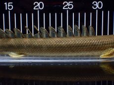 画像7: 【淡水魚】【通販】美個体 特価 No2 ポリプテルス ビキールビキール チャド湖 ワイルド【個体販売】(±34cm)(大型魚)(生体)(熱帯魚)NKO (7)