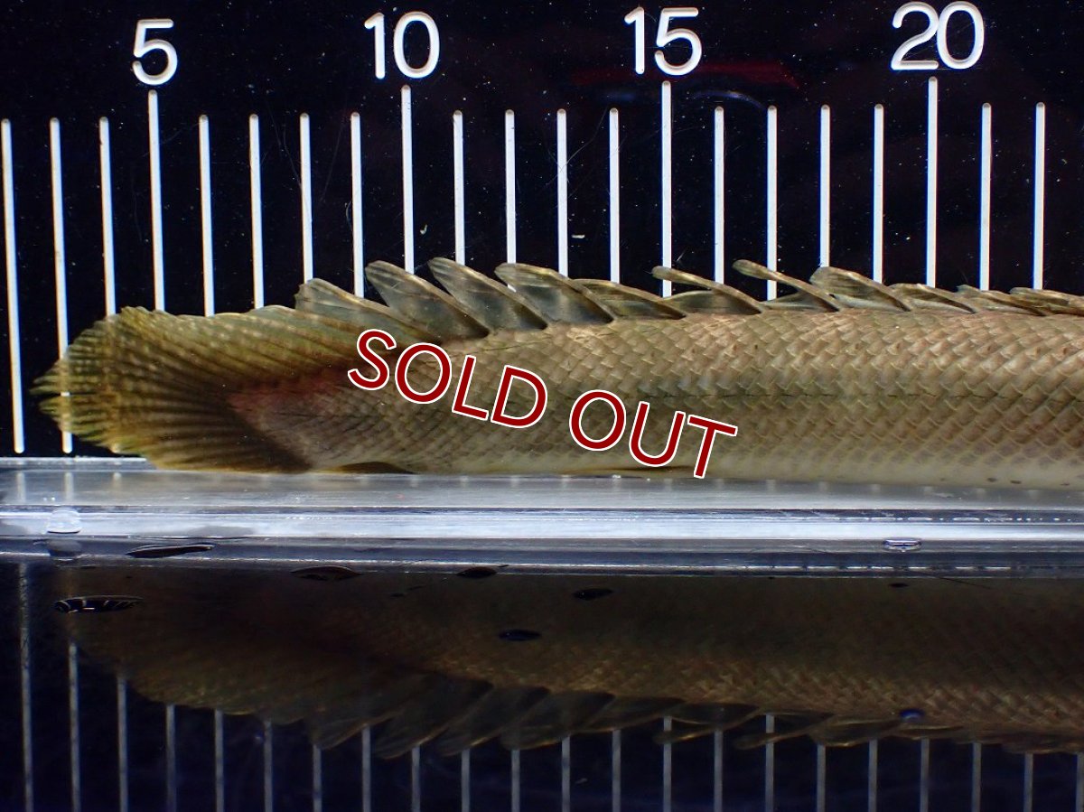画像8: 【淡水魚】【通販】美個体 特価 No2 ポリプテルス ビキールビキール チャド湖 ワイルド【個体販売】(±34cm)(大型魚)(生体)(熱帯魚)NKO (8)