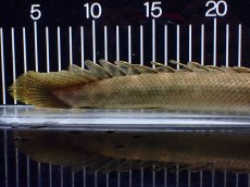 画像8: 【淡水魚】【通販】美個体 特価 No2 ポリプテルス ビキールビキール チャド湖 ワイルド【個体販売】(±34cm)(大型魚)(生体)(熱帯魚)NKO (8)