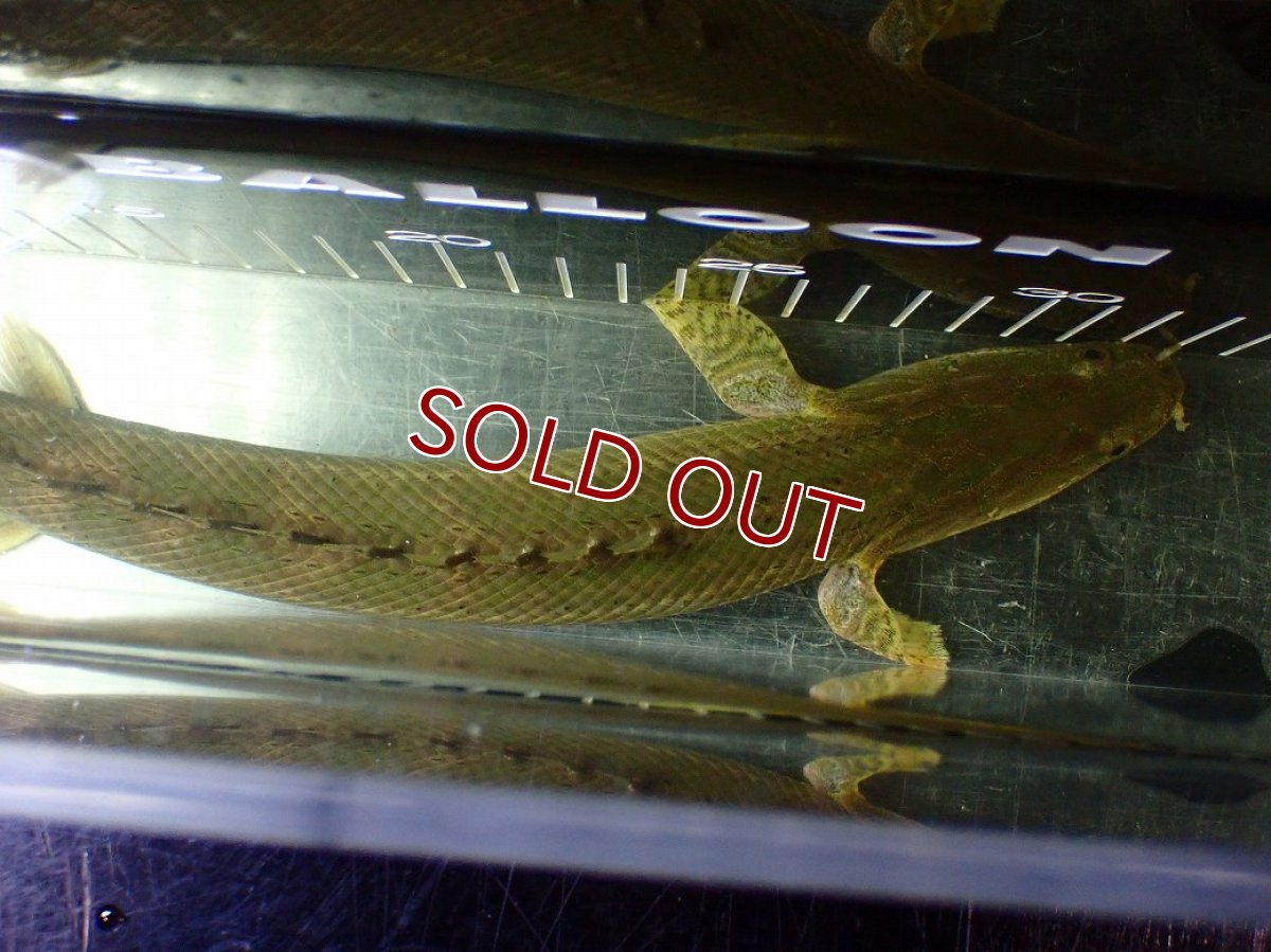画像9: 【淡水魚】【通販】美個体 特価 No2 ポリプテルス ビキールビキール チャド湖 ワイルド【個体販売】(±34cm)(大型魚)(生体)(熱帯魚)NKO (9)