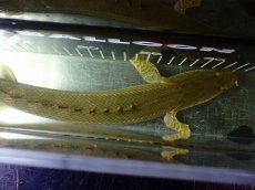 画像9: 【淡水魚】【通販】美個体 特価 No2 ポリプテルス ビキールビキール チャド湖 ワイルド【個体販売】(±34cm)(大型魚)(生体)(熱帯魚)NKO (9)