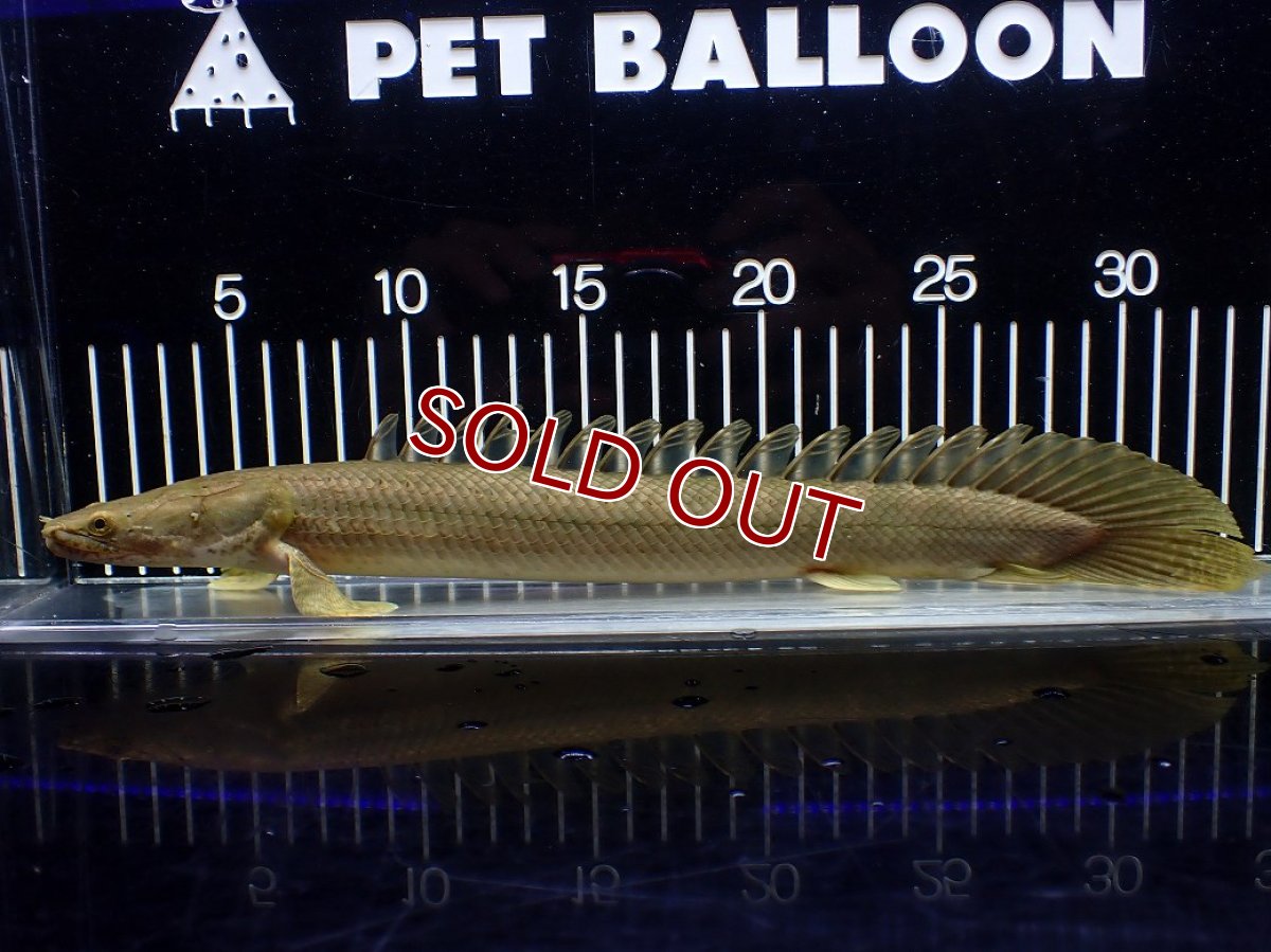 画像1: 【淡水魚】【通販】美個体 特価 No3 ポリプテルス ビキールビキール チャド湖 ワイルド【個体販売】(±31cm)(大型魚)(生体)(熱帯魚)NKO (1)