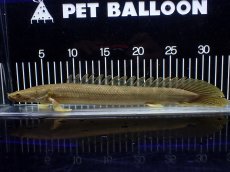 画像1: 【淡水魚】【通販】美個体 特価 No3 ポリプテルス ビキールビキール チャド湖 ワイルド【個体販売】(±31cm)(大型魚)(生体)(熱帯魚)NKO (1)