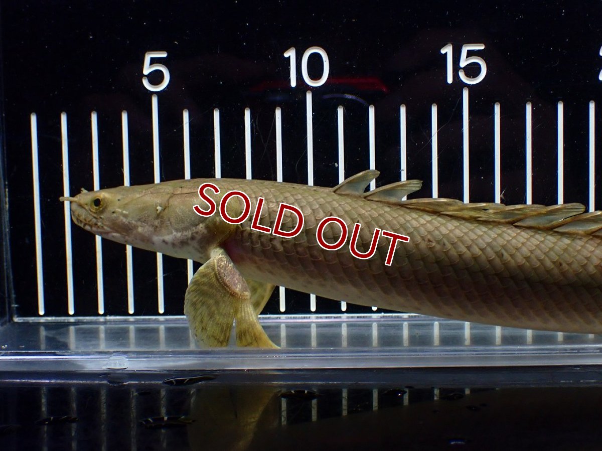 画像2: 【淡水魚】【通販】美個体 特価 No3 ポリプテルス ビキールビキール チャド湖 ワイルド【個体販売】(±31cm)(大型魚)(生体)(熱帯魚)NKO (2)