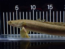 画像2: 【淡水魚】【通販】美個体 特価 No3 ポリプテルス ビキールビキール チャド湖 ワイルド【個体販売】(±31cm)(大型魚)(生体)(熱帯魚)NKO (2)